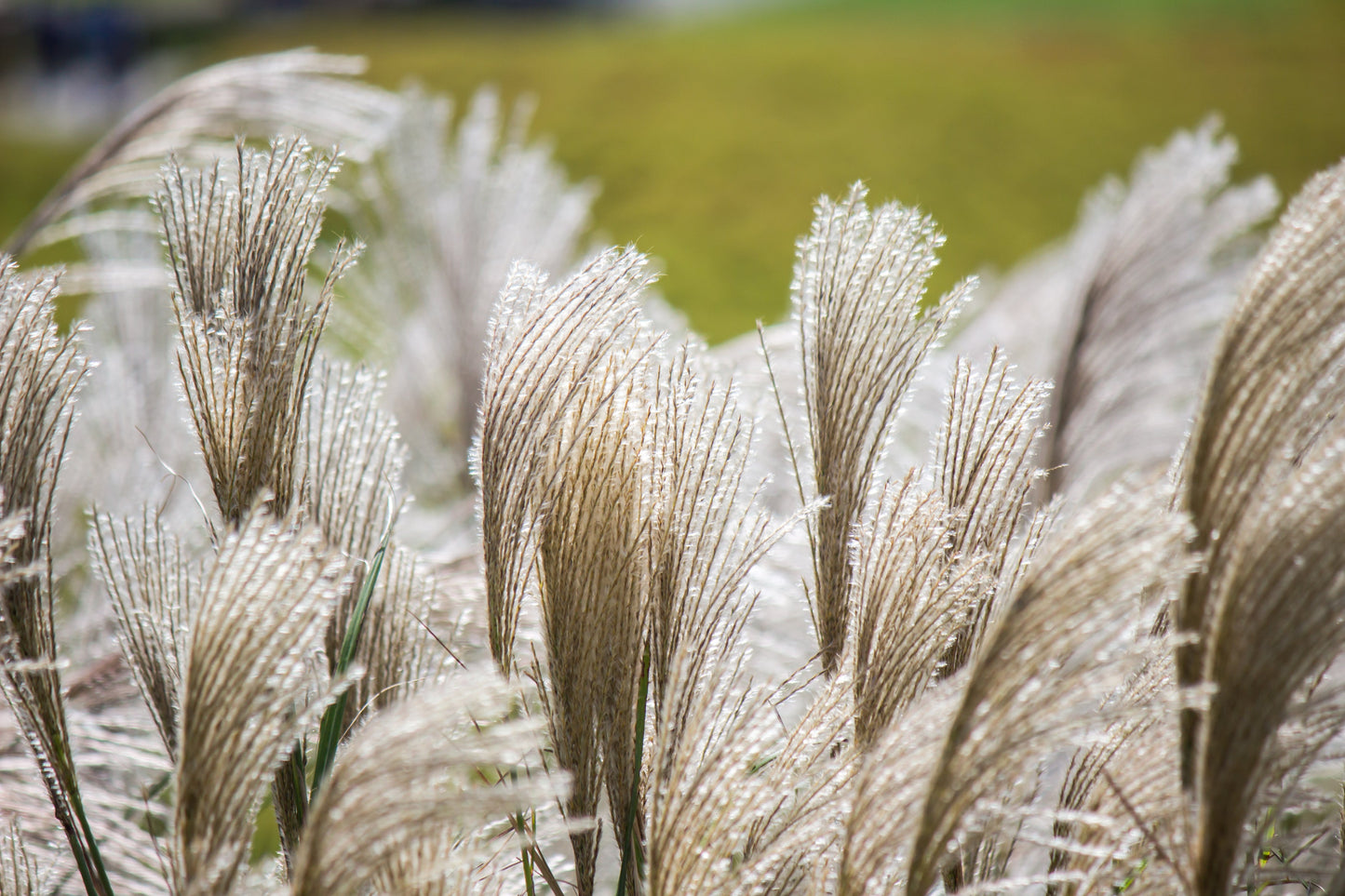 10 SILVER MAIDEN GRASS Miscanthus Sinensis Japanese Pampas Perennial Flower Seeds