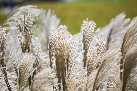 10 SILVER MAIDEN GRASS Miscanthus Sinensis Japanese Pampas Perennial Flower Seeds