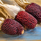 150 Red STRAWBERRY POPCORN CORN Zea Mays Vegetable Seeds