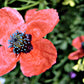 50 Scarlet PRICKLYHEAD POPPY Papaver Argemone Roemeria Long Prickly Poppy Red Black Blue Flower Seeds