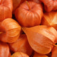 100 CHINESE LANTERN (Winter or Ground Cherry / Japanese Lantern) Physalis Alkekengi Flower Seeds
