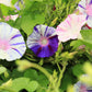40 CARNEVALE di VENEZIA MORNING GLORY Pink & Purple with White Stripes Ipomoea Purpurea Flower Vine Seeds