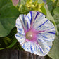 40 CARNEVALE di VENEZIA MORNING GLORY Pink & Purple with White Stripes Ipomoea Purpurea Flower Vine Seeds