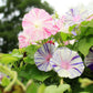 40 CARNEVALE di VENEZIA MORNING GLORY Pink & Purple with White Stripes Ipomoea Purpurea Flower Vine Seeds