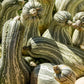 30 Green Striped CUSHAW SQUASH PUMPKIN (Tennessee Sweet Potato Squash) Cucurbita Mixta Vegetable Seeds