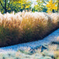 10 SILVER MAIDEN GRASS Miscanthus Sinensis Japanese Pampas Perennial Flower Seeds