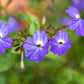 50 BROWALLIA Americana Amethyst Flower Bush Violet Blue Purple Flower Seeds