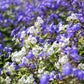 50 BROWALLIA Americana Amethyst Flower Bush Violet Blue Purple Flower Seeds