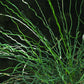 10 CORKSCREW RUSH Spiral Grass Juncus Effusus Spiralis Wetland Pond Seeds