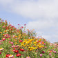 100 TALL Double MIXED Colors STRAWFLOWER Xerochrysum Bracteatum Helichrysum Monstrosum Flower Seeds