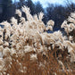 10 SILVER MAIDEN GRASS Miscanthus Sinensis Japanese Pampas Perennial Flower Seeds