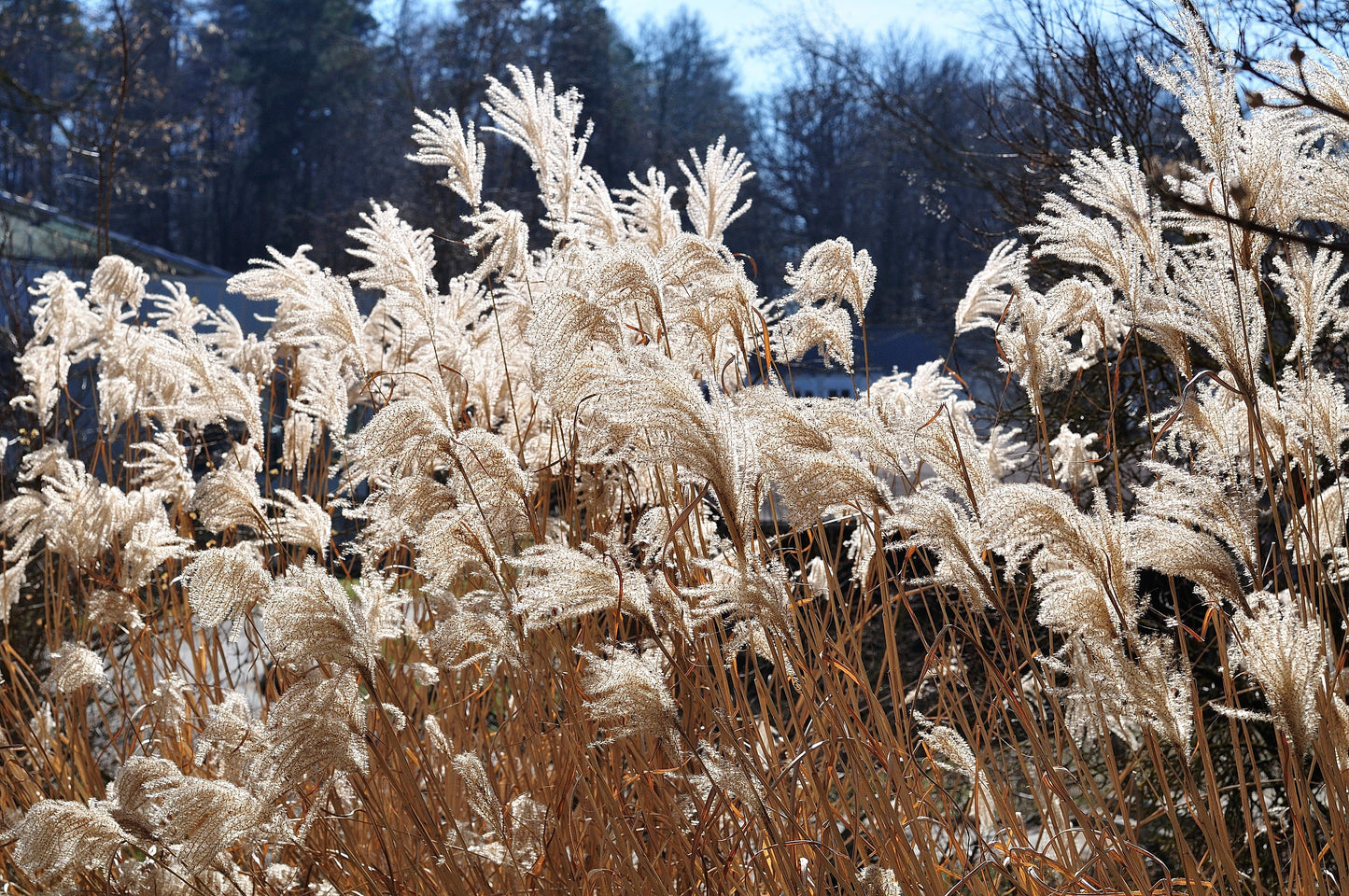 10 SILVER MAIDEN GRASS Miscanthus Sinensis Japanese Pampas Perennial Flower Seeds