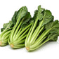 1000 TATSOI Brassica Rapa Rosularis Tat Soi Bok Choy Spinach Mustard Vegetable Seeds