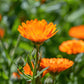 100 ORANGE ENGLISH MARIGOLD (Scotch / Pot Marigold) Calendula Officinalis Flower Seeds