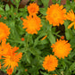 100 ORANGE ENGLISH MARIGOLD (Scotch / Pot Marigold) Calendula Officinalis Flower Seeds
