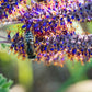 100 Purple LEAD PLANT Amorpha Canescens Wild Tea Downy Indigo Native Flower Seeds