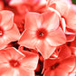 100 PHLOX OF SHEEP Pastel Mix Phlox Drummondii Multicolor Flower Seeds