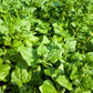 60 NEW ZEALAND SPINACH Tetragonia Tetragonioides Vegetable Greens Seeds