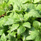 60 NEW ZEALAND SPINACH Tetragonia Tetragonioides Vegetable Greens Seeds