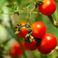 1 Oz Bulk ITALIAN TREE TOMATO 'Trip L Crop' Seeds - 1 Ounce = Approx 9500 Seeds