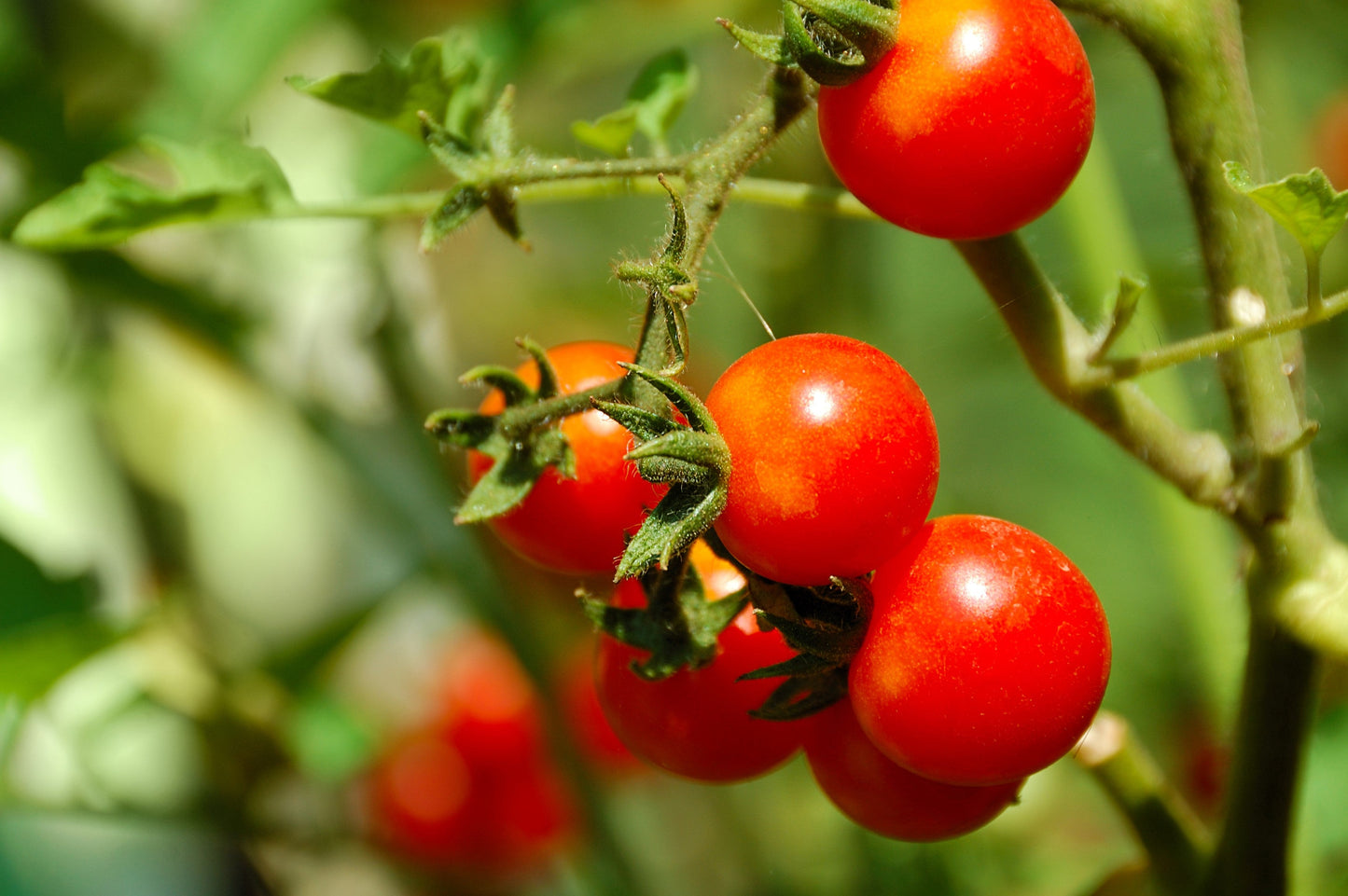 40 ITALIAN TREE TOMATO 'Trip L Crop' Lycopersicon Red Fruit Vegetable Seeds