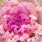 60 ORNAMENTAL KALE MIXED Colors Brassica Oleracea Flower Seeds