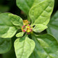 60 NEW ZEALAND SPINACH Tetragonia Tetragonioides Vegetable Greens Seeds