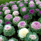 60 ORNAMENTAL KALE MIXED Colors Brassica Oleracea Flower Seeds