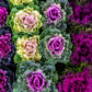 60 ORNAMENTAL KALE MIXED Colors Brassica Oleracea Flower Seeds