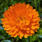 100 ORANGE ENGLISH MARIGOLD (Scotch / Pot Marigold) Calendula Officinalis Flower Seeds