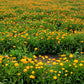 100 ORANGE ENGLISH MARIGOLD (Scotch / Pot Marigold) Calendula Officinalis Flower Seeds