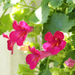 10 MIXED DRAGONSNAP VINE Asarina Scandens Climbing Snapdragon Pink Blue Red White Flower Seeds