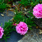 100 Pink PORTULACA Grandiflora / MOSS ROSE Flower Seeds