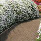 50 DWARF WHITE IMPATIENS Walleriana Part Sun or Full Shade Flower Seeds