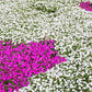 50 DWARF WHITE IMPATIENS Walleriana Part Sun or Full Shade Flower Seeds