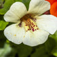 100 Twinkle WHITE MONKEY FLOWER Mimulus Seeds