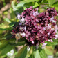 250 SIAM QUEEN Thai BASIL Ocimum Thyrsiflora Herb Flower Seeds