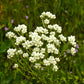 100 White SWEET EVERLASTING Gnaphalium Obtusifolium Butterfly Flower Herb Seeds
