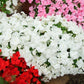 50 DWARF WHITE IMPATIENS Walleriana Part Sun or Full Shade Flower Seeds