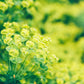 100 GREEN GOLD BUPLEURUM Griffithii Rotundifolium Hares Ear Thoroughwax Flower Seeds