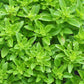 200 SPICY GLOBE BASIL Ocimum Basilicum Herb Flower Seeds