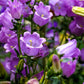150 Mixed Colors CUP & SAUCER (Canterbury Bells) Campanula Medium Flower Seeds