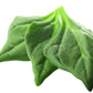 60 NEW ZEALAND SPINACH Tetragonia Tetragonioides Vegetable Greens Seeds