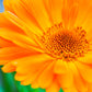 100 ORANGE ENGLISH MARIGOLD (Scotch / Pot Marigold) Calendula Officinalis Flower Seeds
