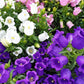 150 Mixed Colors CUP & SAUCER (Canterbury Bells) Campanula Medium Flower Seeds