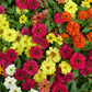 250 Mixed Colors CLASSIC ZINNIA Linearis Angustifolia Narrow Leaf Creeping Mexican Flower Seeds