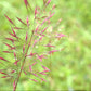 100 RUBY SILK LOVEGRASS Ornamental Love Grass Eragrostis Tef Seeds