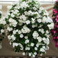 50 DWARF WHITE IMPATIENS Walleriana Part Sun or Full Shade Flower Seeds