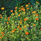 100 ORANGE ENGLISH MARIGOLD (Scotch / Pot Marigold) Calendula Officinalis Flower Seeds
