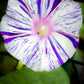 40 CARNEVALE di VENEZIA MORNING GLORY Pink & Purple with White Stripes Ipomoea Purpurea Flower Vine Seeds